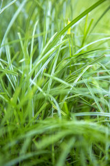 Green grass
