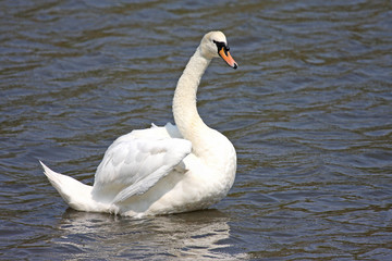 Swan