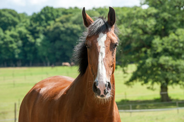 Obraz premium Brown horse in a green field