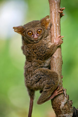 Tarsius sits on a tree in the jungle. close-up. Indonesia. Sulawesi Island. An excellent illustration.