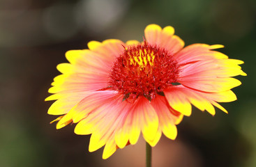 Sommerblume