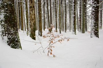 Winter landscape, young beech in a pine forest