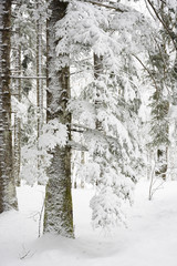 Pine forest in winter covered with snow