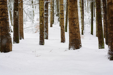 Pine forest in winter covered with snow