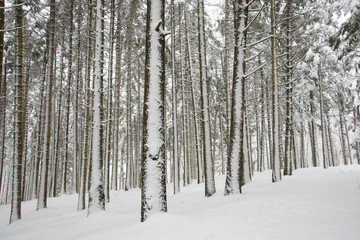 Forest in winter covered with snow