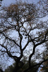 upper branches
