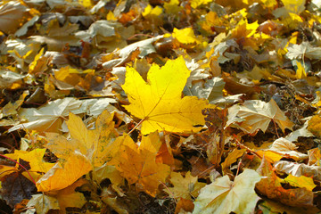 Yellow fallen autumn maple leaves. background image