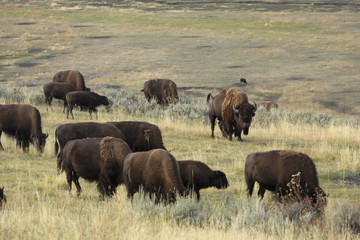 Herd of bison grazing in Lamar Valley, Yellowstone Park, Wyoming.