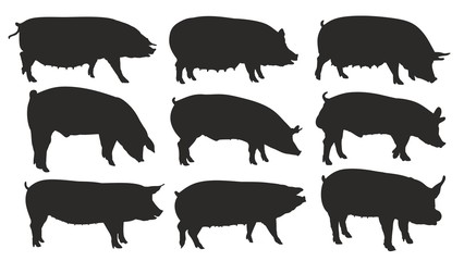 Silhouettes of pigs.