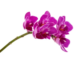 Fototapete Orchidee Orchideenblütenstrauß isoliert auf weißem Hintergrundausschnitt