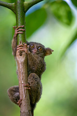 Tarsius sits on a tree in the jungle. close-up. Indonesia. Sulawesi Island. An excellent illustration.