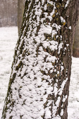 Snow on tree trunk © Jason Lovell