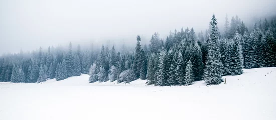 Foto auf Alu-Dibond Winterweißer Wald mit Schnee, Weihnachtshintergrund © blas