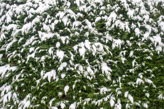 Snow covering trees and bush leaves