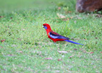 Crimson Rosella (Platycercus elegans) in Australia 
