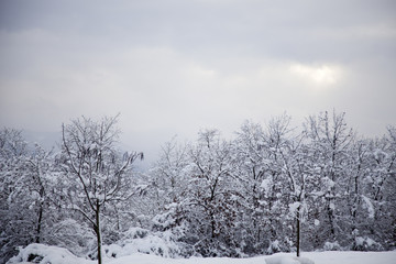 winter landscape
