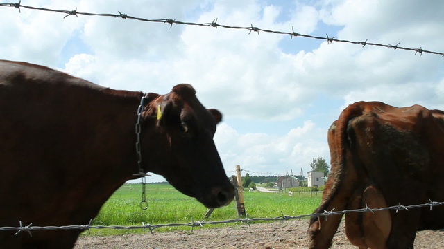 Flock of caw is going from pasture to the cow shad.