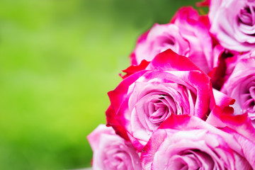 Pink fresh roses on wooden background