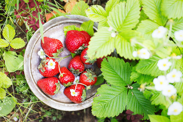 Fresh juicy sweet strawberries in the garden