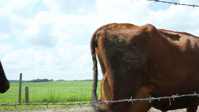 Flock of caw is going from pasture to the cow shad.