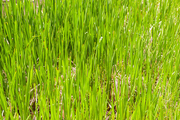 fresh bright green grass in field close up