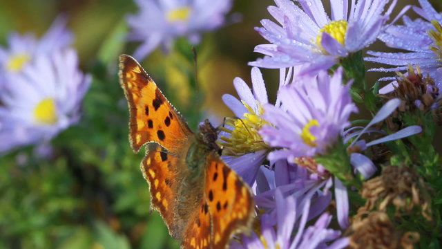 Butterflay on the flower.