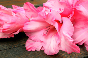 Beautiful gladiolus on wooden background