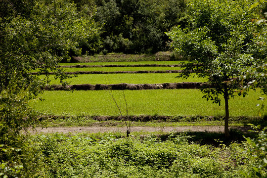 Rice Paddy
