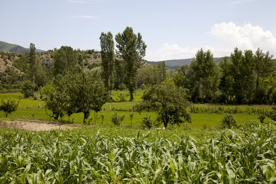 Rice Paddy
