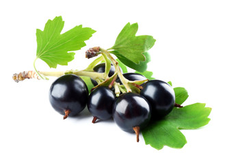 Wild black currant with green leaves isolated on white