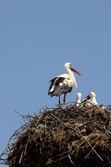 stork's nest
