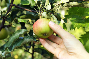 Female hand picking apple from tree