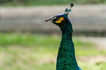 Close up male peacock