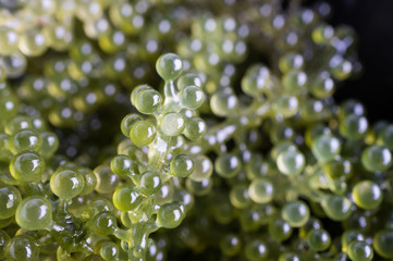 Seaweed ,Healthy Food , Oval sea grapes seaweed