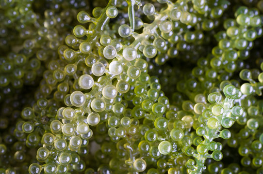 Seaweed ,Healthy Food , Oval sea grapes seaweed