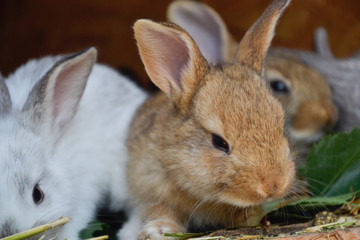 Naklejka premium Group of small young rabbits in shed. Easter symbol, Slovak tradition