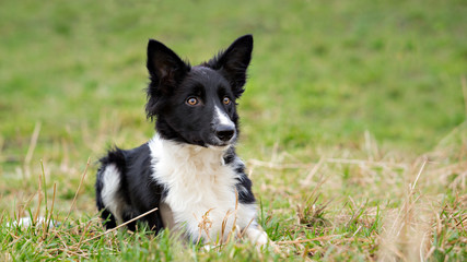Border Collie pup, 8 months old