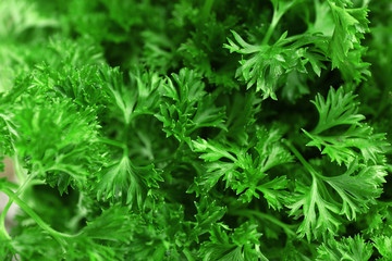 Fresh parsley closeup