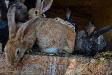 Group of small young rabbits in shed. Easter symbol, Slovak tradition