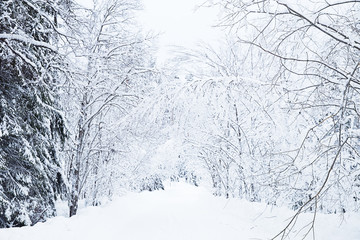 Obraz premium Russian winter forest road in snow