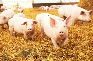 Fotobehang jong biggetje op hooi op varkensboerderij © Kadmy