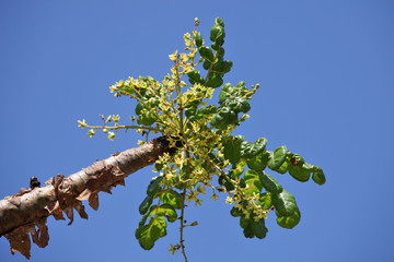 Boswellia tree - frankincense - flower buds - obrazy, fototapety, plakaty