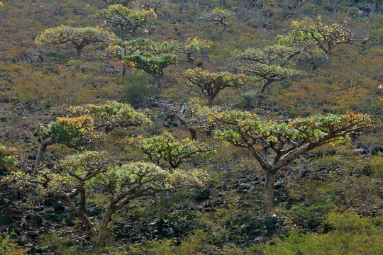 Boswellia - frankincense tree - Socotra island
