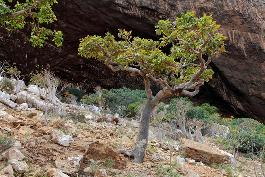 Boswellia - frankincense tree - Socotra island

