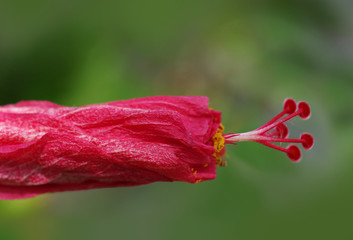 Hibiskus © iwona1701