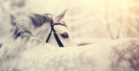 Portrait d& 39 un cheval de sport gris en hiver