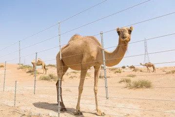 Papier Peint photo Chameau wild camel in the hot dry middle eastern desert uae