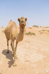 Papier Peint photo autocollant Chameau chameau sauvage dans le désert chaud et sec du moyen-orient Émirats Arabes Unis