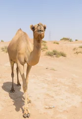 Aluminium Prints Camel wild camel in the hot dry middle eastern desert uae