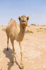 Garden poster Camel wild camel in the hot dry middle eastern desert uae